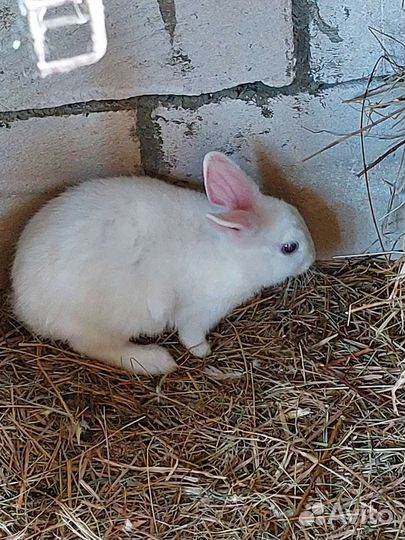 Кролики подрощенные