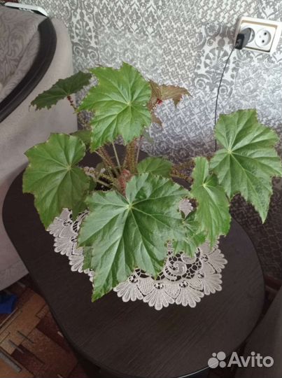 Бегония борщевиколистная