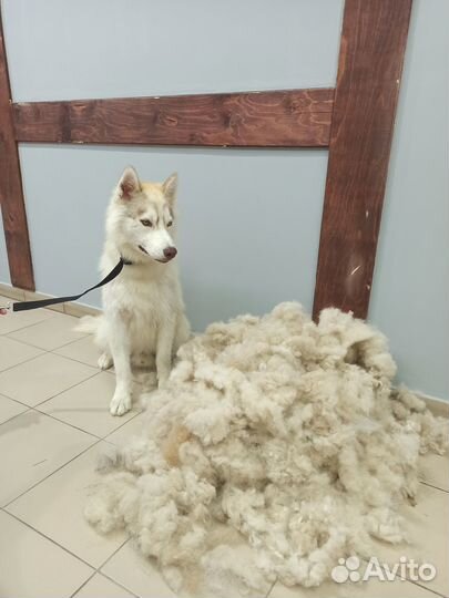 Груминг собак крупных пород. Экспресс-линька