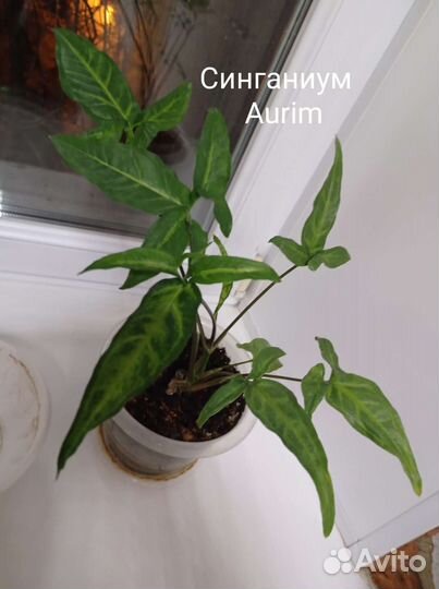 Сциндапсус Сипганиум Традесканция