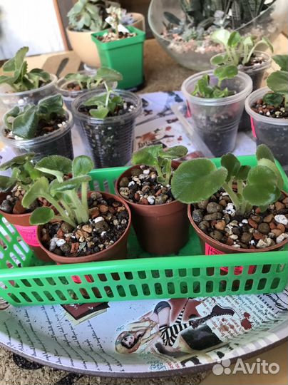 Сортовые фиалки. 3шт