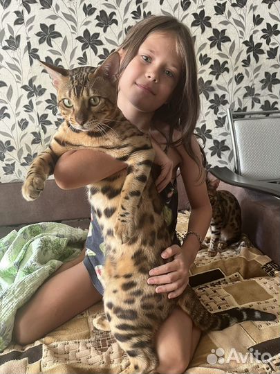 Вязка Кот Бенгал