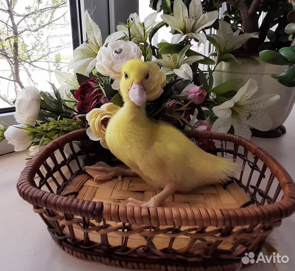 Мускусные индоутята