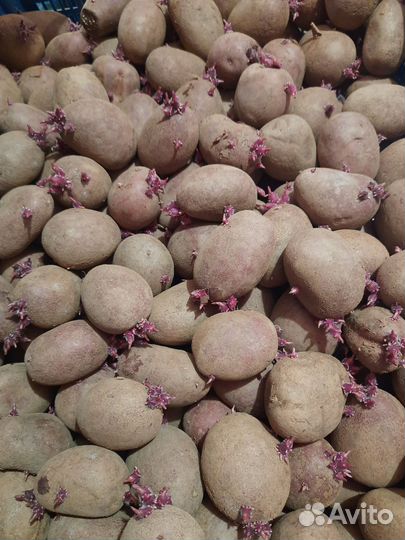 Семенной картофель