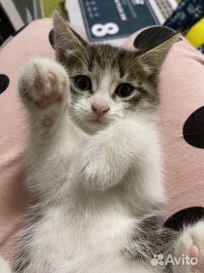 Котенок мальчик бесплатно