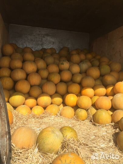 Арбузы и дыни оптом