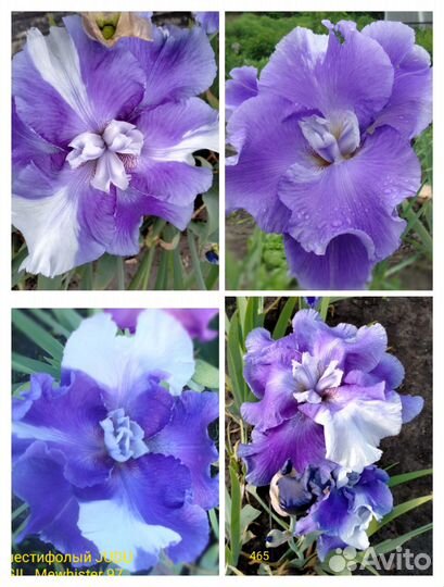 Ирисы шестифолые