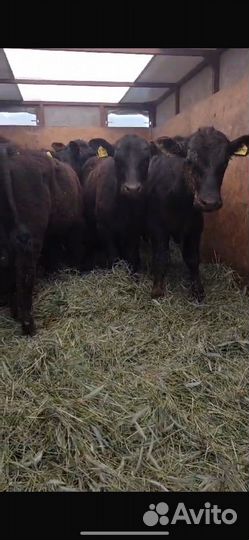 Бычки Абердины