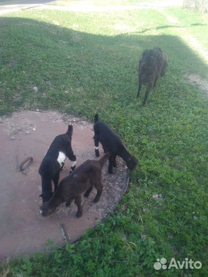 Продам козу Ламанча