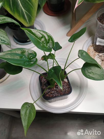 Алоказия Филодендрон принц Оранж Аглаонема