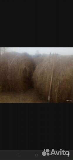 Сено в тюках