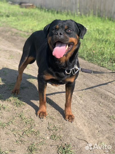 Ротвейлер сука