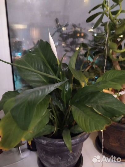 Спатифиллум женское счастье