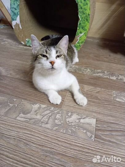 Кошка в дар бесплатно