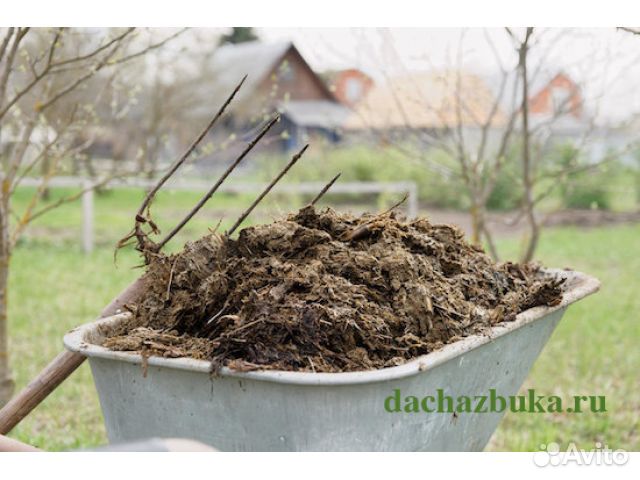 Коровий навоз свежий