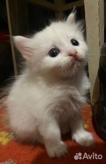 Котята в добрые руки бесплатно