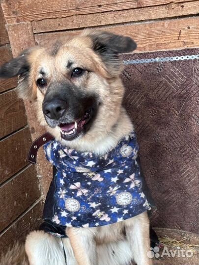 Собака в добрые руки