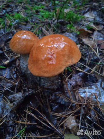 Грибы белые лисички и др