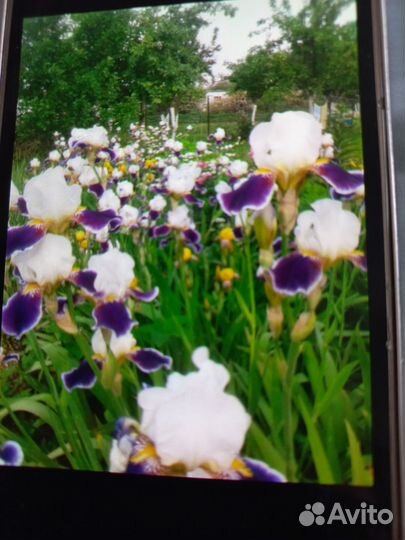 Продам цветы для дачи