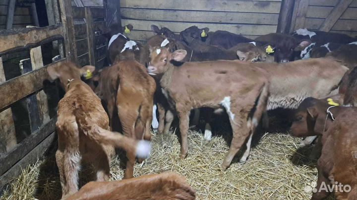 Телята бычки с доставкой