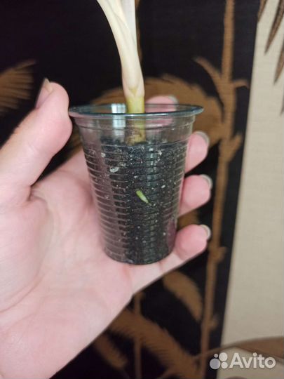 Аглаонема престиж