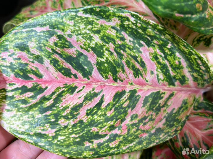 Аглаонемы на срез