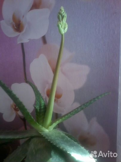 Алое вера растение