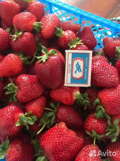Клубника оптом и мелким оптом