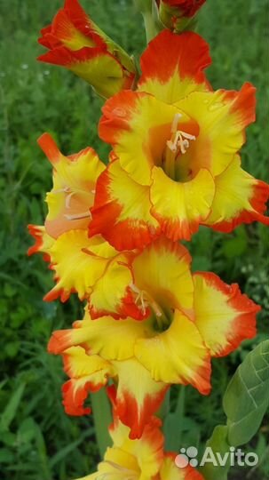 Гладиолусы луковицы