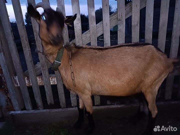 Козы дойные