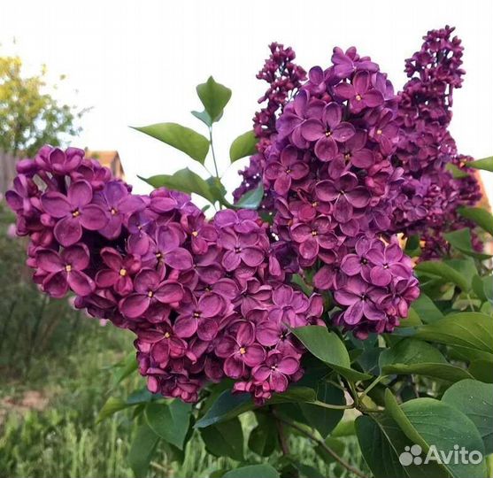 Саженцы Сирень Анна Шиач