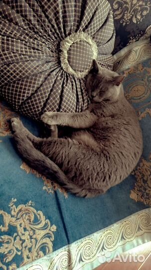 Отдам кота в добрые руки