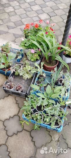 Пеларгония герань, многолетники