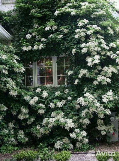 Плетистая гортензия черешковая Петиоларис