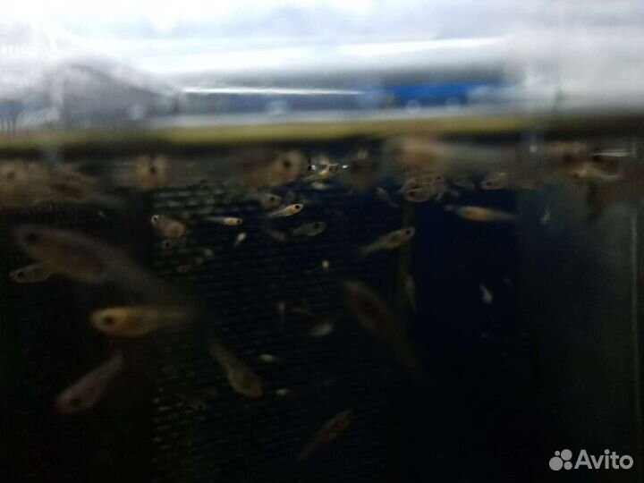 Мальки гуппи