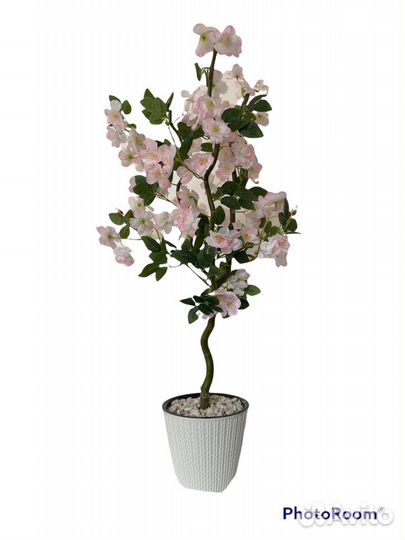 Декоративные деревья