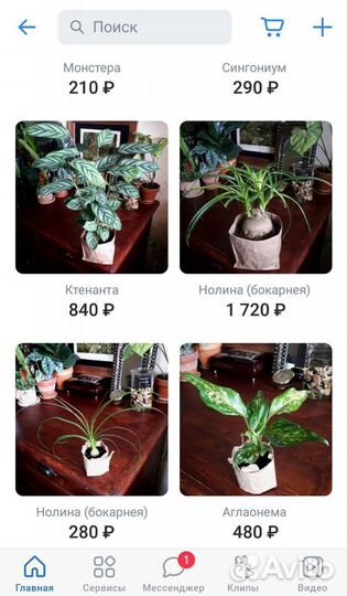 Комнатные растения