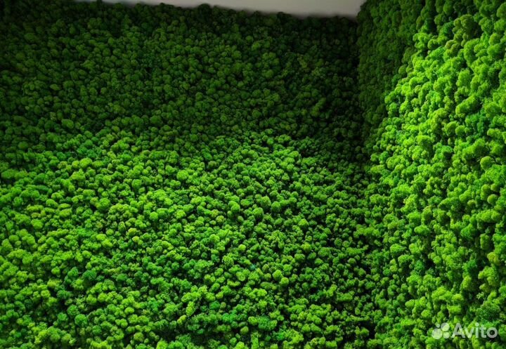 Панно из мха ягеля