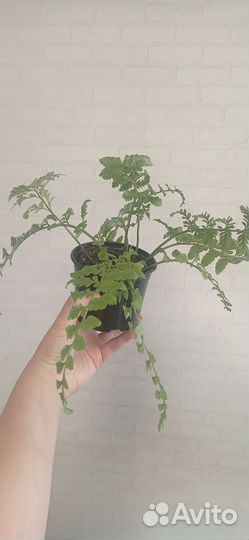 Асплениум Парвати в горшке 0.3 л