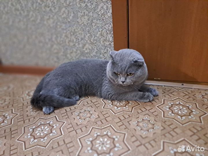 Шотландский кот вязка