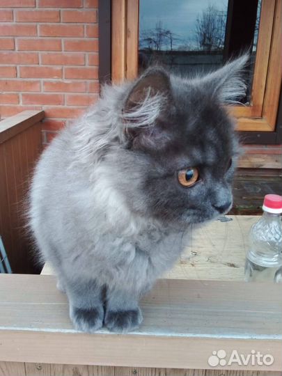 Котик, 4 месяца