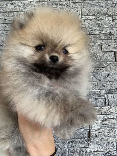 Померанский шпиц мини