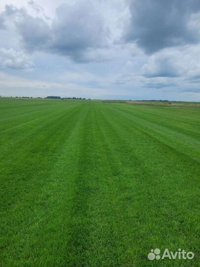 Рулонный газон