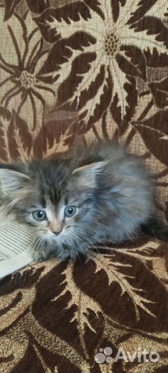 Котенок в добрые руки