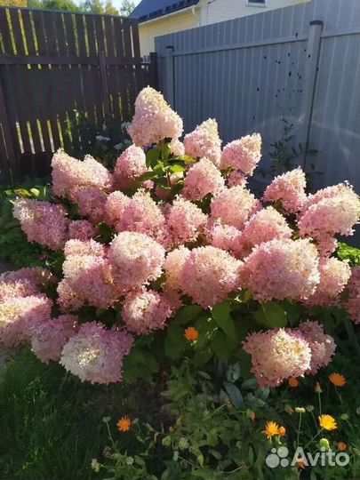 Гортензия саженцы