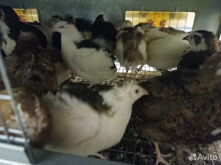 Перепела Яично-мясные породы