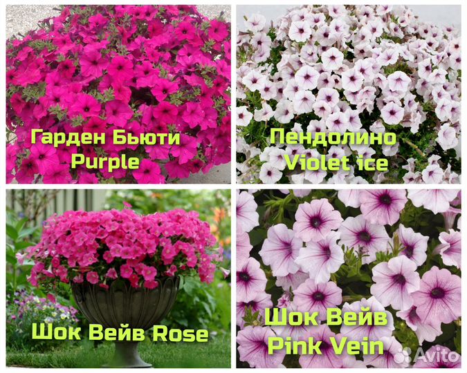 Петуния ампельная