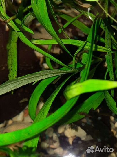 Лимонник. Пистия. Бакопа. Элодея