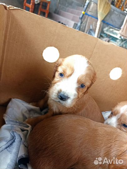 Спаниель Щенки