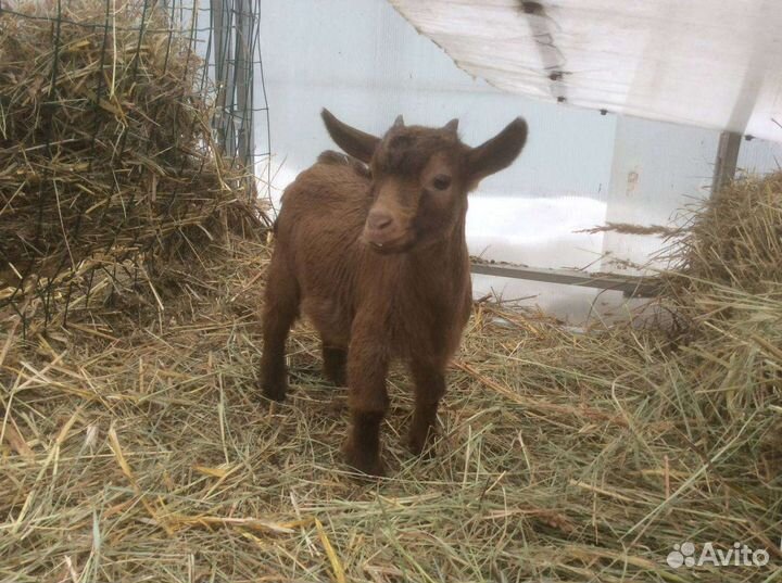 Чистопородн камерунская козочка и козлик в подарок